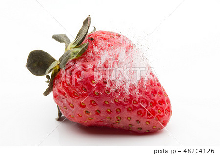 イチゴに感染したムコール　Mucor piriformis　植菌3日目 48204126