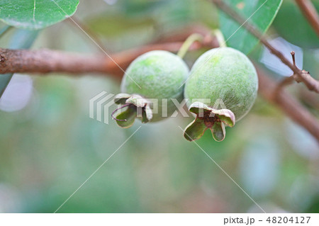 緑色のフェイジョアの実 緑色のフェイジョアの実 48204127