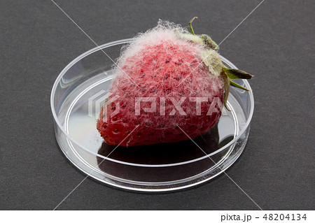 イチゴに感染したクモノスカビ　Rhizopus stolonifer　植菌2日目 48204134