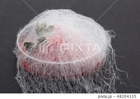 イチゴに感染したクモノスカビ Rhizopus stolonifer 植菌3日目 イチゴに感染したクモノスカビ Rhizopus stolonifer 植菌3日目 48204135