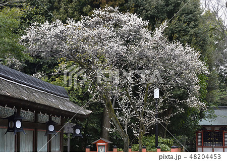 八坂神社　美御前社前の白梅 48204453