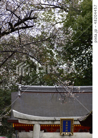 八坂神社　美御前社前の白梅 48204457