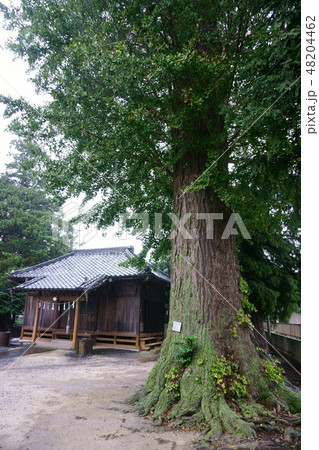 539 鷲香取神社のイチョウ 539 鷲香取神社のイチョウ 48204462