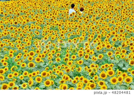 ヒマワリ畑のカップル ヒマワリ畑のカップル 48204481