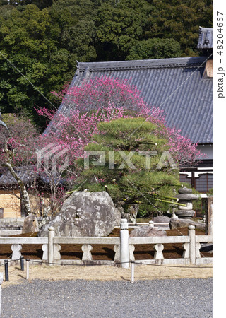 くろ谷 金戒光明寺 紅梅 くろ谷 金戒光明寺 紅梅 48204657