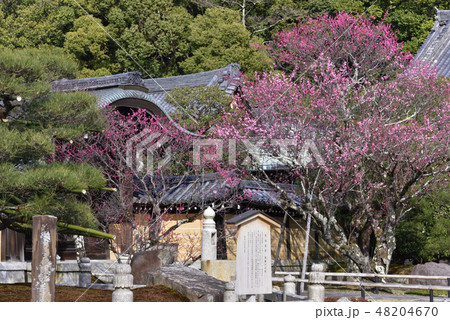 くろ谷 金戒光明寺 紅梅 くろ谷 金戒光明寺 紅梅 48204670
