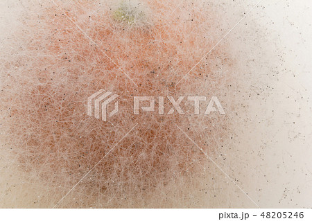 マンダリンミカンに感染したクモノスカビ　Rhizopus stolonifer　植菌10日目 48205246