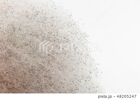 マンダリンミカンに感染したクモノスカビ　Rhizopus stolonifer　植菌10日目 48205247