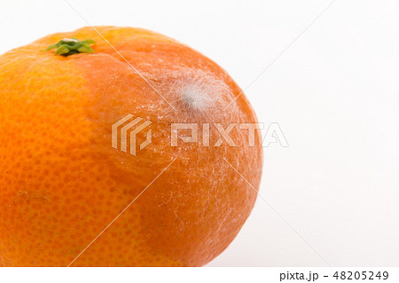 マンダリンミカンに感染したクモノスカビ　Rhizopus stolonifer　植菌5日目 48205249