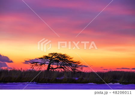 本別海一本松　別海町 48206011