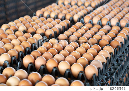 Egg panels arranged on a chicken farm Egg panels arranged on a chicken farm 48206541