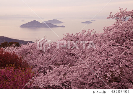 瀬戸の桜 48207402