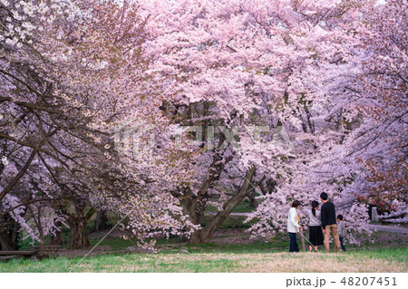 紫雲出山でお花見 48207451