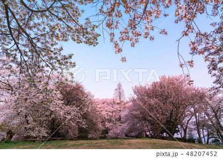 紫雲出山の桜 48207452