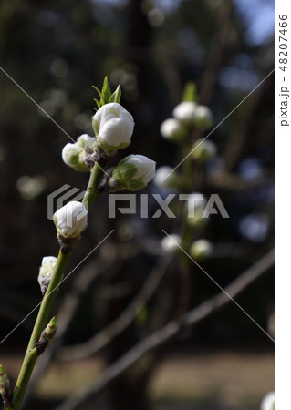 京都御苑 桃園(桃の花) 京都御苑 桃園(桃の花) 48207466