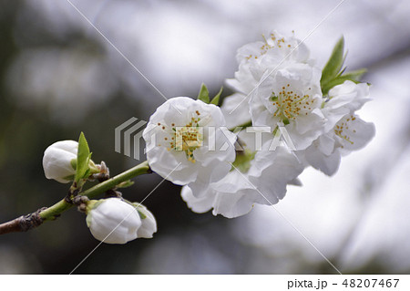 京都御苑　桃園（桃の花） 48207467