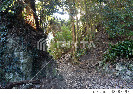 岡本城跡　堀切 48207498