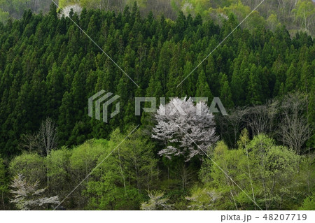 山桜咲く森 48207719