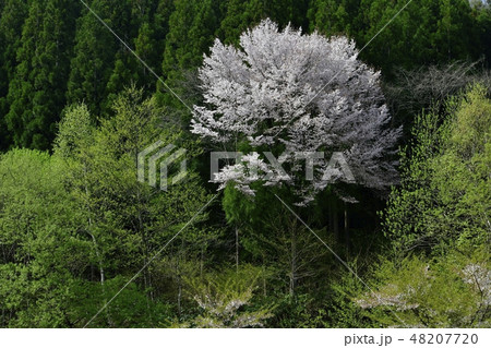 山桜咲く森 48207720
