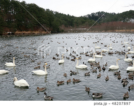 新潟県　白鳥 48207897