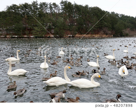 新潟県　白鳥 48207898