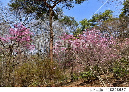 赤城自然園に咲くアカヤシオの花の写真素材