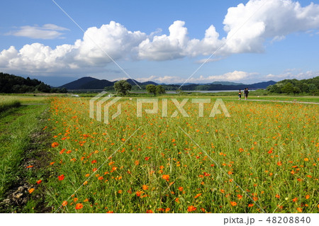 秋晴れの御所湖　キバナコスモス畑 48208840