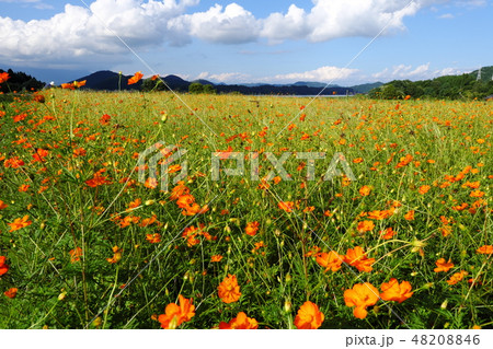 秋晴れの御所湖　キバナコスモス畑 48208846