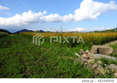 秋晴れの御所湖 キバナコスモス畑 秋晴れの御所湖 キバナコスモス畑 48208848