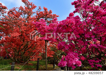 館林市つつじが岡公園の花咲くツツジの木々 館林市つつじが岡公園の花咲くツツジの木々 48209057