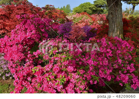館林市つつじが岡公園の花咲くツツジの木々 48209060