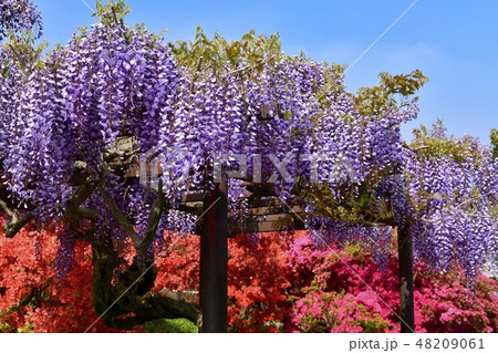 館林市つつじが岡公園の花咲くフジとツツジの木々 館林市つつじが岡公園の花咲くフジとツツジの木々 48209061