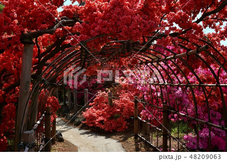 館林市つつじが岡公園の花咲くツツジの木のトンネル 館林市つつじが岡公園の花咲くツツジの木のトンネル 48209063