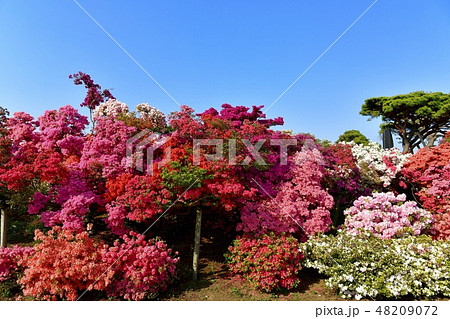 館林市つつじが岡公園の花咲くツツジの木々 館林市つつじが岡公園の花咲くツツジの木々 48209072