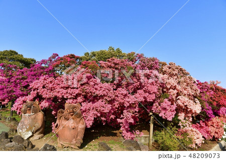 館林市つつじが岡公園の花咲くツツジの木々 48209073