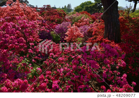 館林市つつじが岡公園の花咲くツツジの木々 48209077