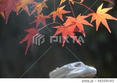新幹線で行く紅葉見学のイメージ 48209165