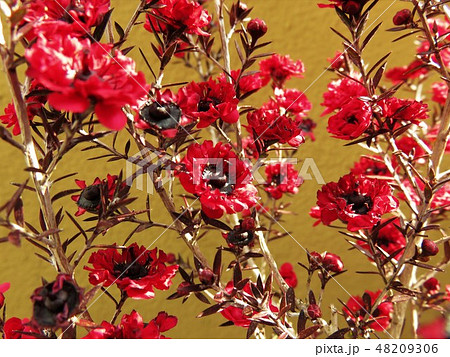 ギョリュウバイ 48209306