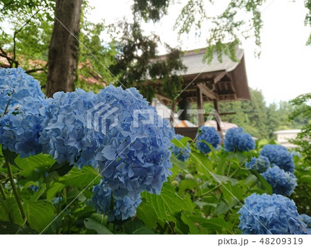 紫陽花 堂森善光寺 紫陽花 堂森善光寺 48209319