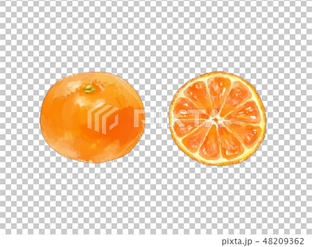 橘子 48209362