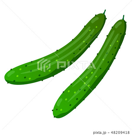 キュウリのイラスト素材