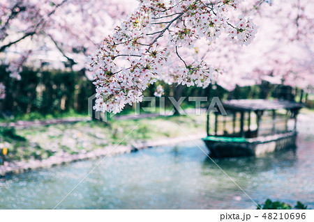 中書島の桜と屋形船 の写真素材