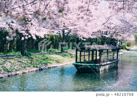 中書島の桜と屋形船 中書島の桜と屋形船 48210708