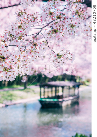 中書島の桜と屋形船　 48210709