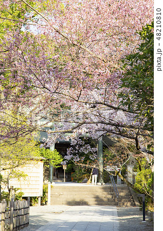 報徳二宮神社 報徳二宮神社 48210810