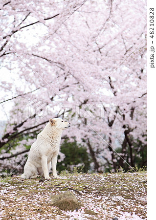 桜と犬 48210828