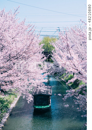 中書島の桜と屋形船 の写真素材 4100