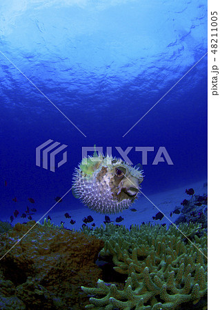 ヒトヅラハリセンボン 48211005