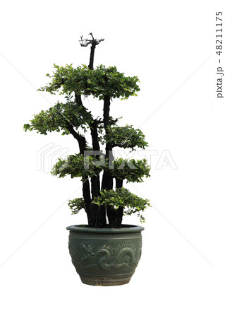 Bonsai in pots on white background. Bonsai in pots on white background. 48211175