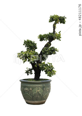 Bonsai in pots on white background. 48211176